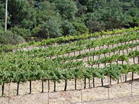 Uniqueness of Place: ‘Terroir’ in Southeast Missouri